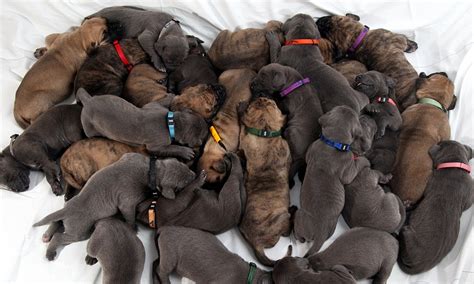  We have just a few litters throughout the year, so do not have puppies available at all times