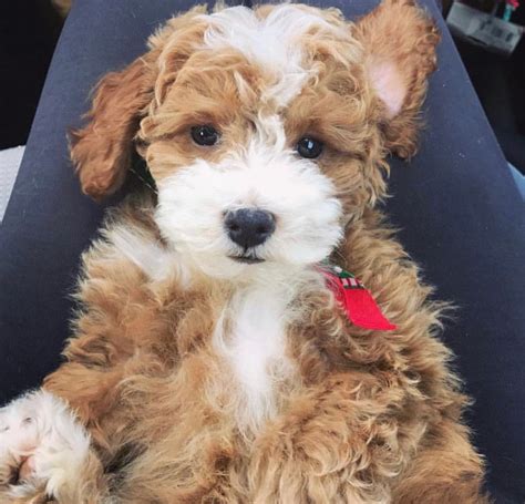  We have regular litters of Goldendoodle, Bernedoodle, Cavapoo, and Aussiedoodle puppies