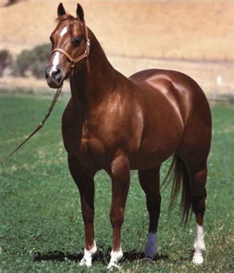  We have retired from raising AQHA horses that come from the old foundation bloodlines that are well-known in the horse industry as cutting horses, barrel racers and pole bending