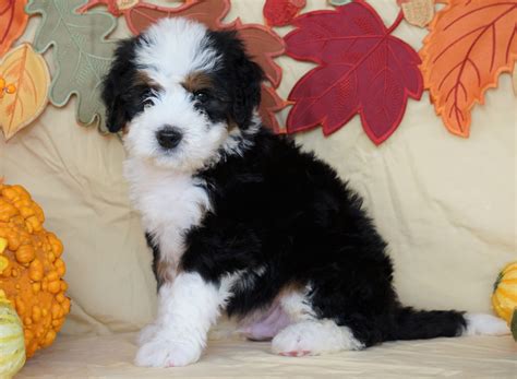  We have standard and mini bernedoodle puppies for sale