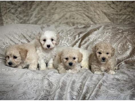  We have stunning litter of high quality puppies girls and boys available