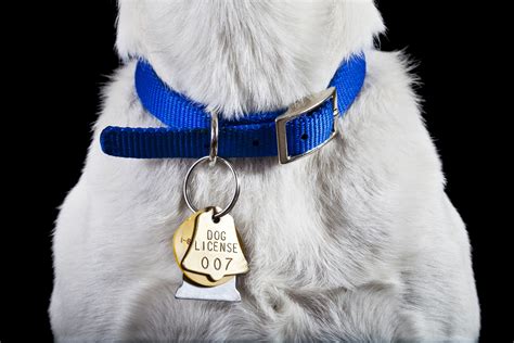  We have the right dog collar for you