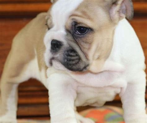  We have white english bulldog puppies for sale and male english bulldog puppies for sale also female English Bulldog puppies for sale on occasion