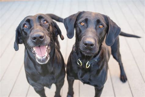  We have years of experience pairing our dogs with partners to enhance their best qualities