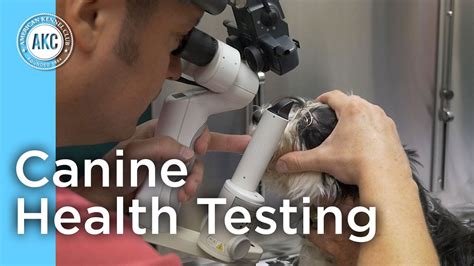  We health test our dogs before they are bred