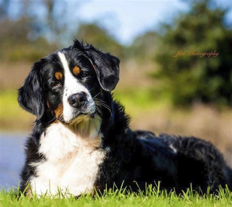  We here at Azzabern have been enamoured with Bernese Mountain dogs for over 25yrs