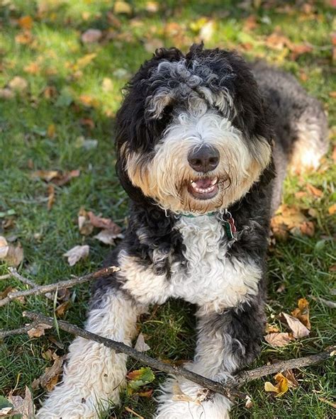  We highly recommend Highfalutin Furry Babies and will not consider any other breeder for our next Bernedoodle