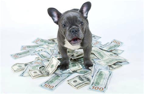  We highly recommend placing a deposit early as our puppies do go quickly