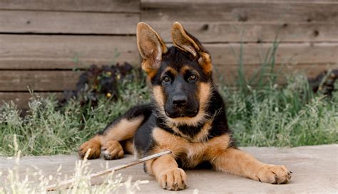  We hope that this article has been helpful in your search for the perfect GSD pup