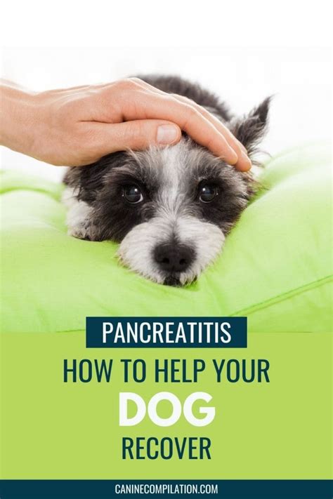  We hope this article has given you information on how to comfort a dog with pancreatitis and what you need to provide your dog with the best possible chance of making a quick and complete recovery