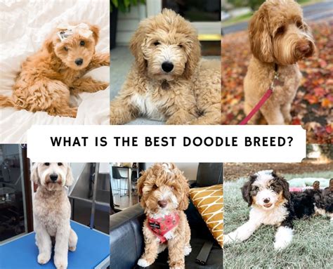  We hope this post has helped you form an understanding of just how much exercise is required for a Doodle and which breed could form the perfect partnership for you