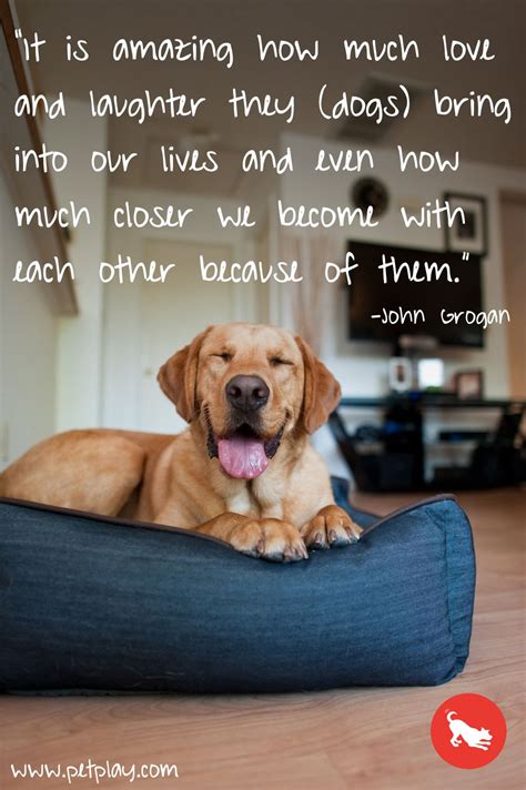  We know how much joy a beautiful, loving puppy can bring to a family