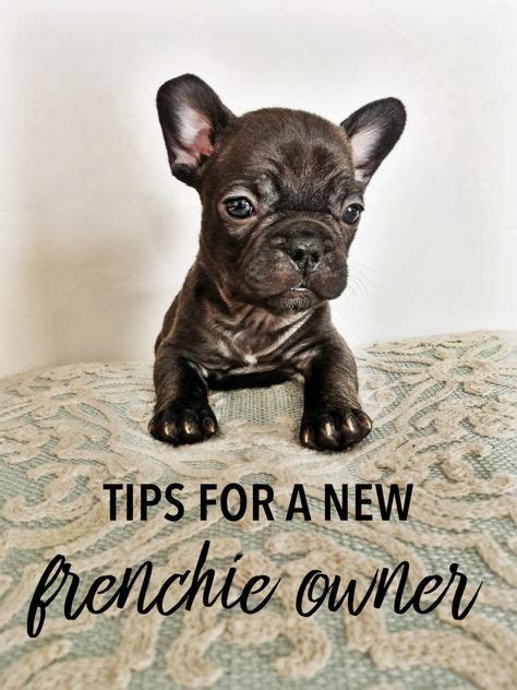  We know that Frenchie owners have a bunch of questions about feeding, raising, training, etc