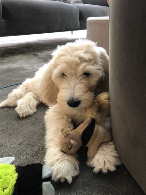  We know you will love your new Coastland Goldendoodles puppy! Please feel free to contact us with any questions and be sure to check out our testiominals page! If you click and purchase, we may receive a small commission at no extra cost to you