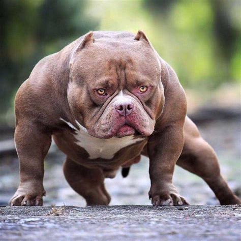  We like the look of the big headed, muscular American Bulldog