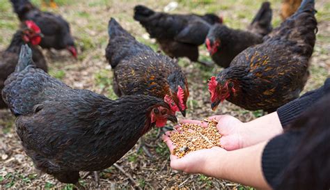  We like to scatter scratch grains onto the bedding a few times per week to encourage the chickens to turn the bedding for us