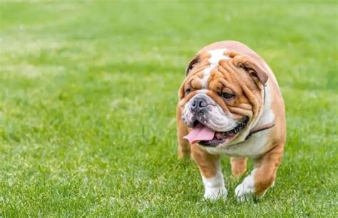  We look for these personality traits in our adult bulldogs and continue to create bloodlines that reflect these qualities and produce high quality English Bulldogs for sale