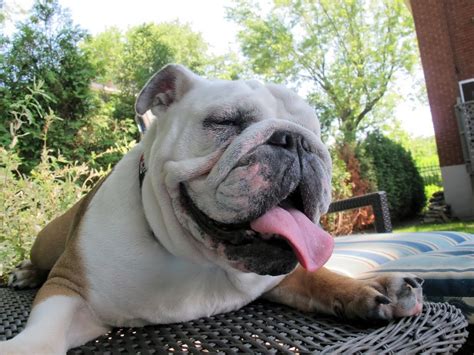  We love the English bulldog temperament, physique and expression, I just personally like it to be about