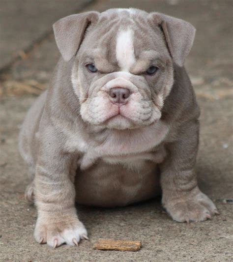 We love the English bulldog temperament, physique and expression, I just personally like it to be about lbs
