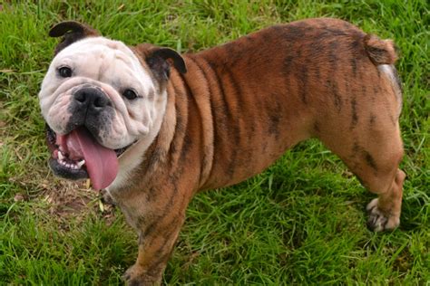  We make sure each bulldog line that we produce has the best chance to stay healthy and happy