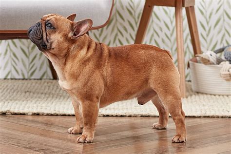  We match potential parents based on these tests and are always looking forward to improving the French Bulldog breed