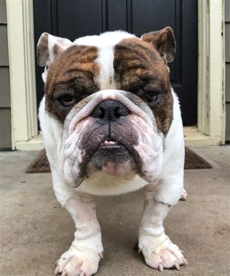  We may consider an adoptive home with younger children if the Rescue Bulldog came from a home with young children and is known to be comfortable around them
