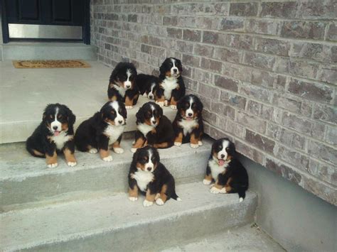  We may have F1 litters by using Bernese studs from outside of our program