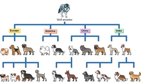  We now have five generations of dogs that we have precisely bred