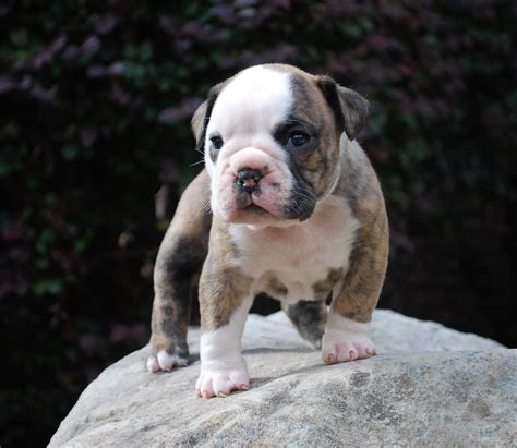  We obtained this average price and price range by reviewing the prices of 22 Brindle Olde English Bulldogge puppies listed for sale by different breeders
