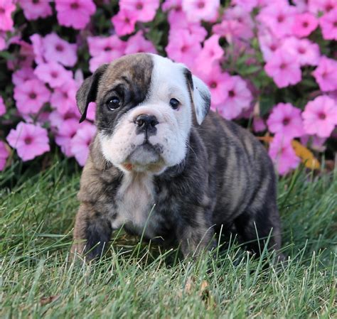  We offer 11 English Bulldog puppies for sale in Pennsylvania