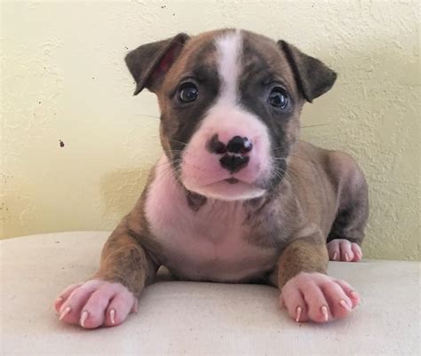  We offer 62 American Pit Bull puppies for sale in Florida