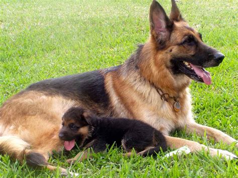  We offer German Shepherd puppies and adults - perfect for personal protection, law enforcement, family protection, and family companion