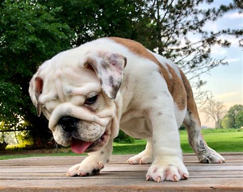  We offer champion sired bulldog puppies available and are some of the top champion english bulldog bloodlines