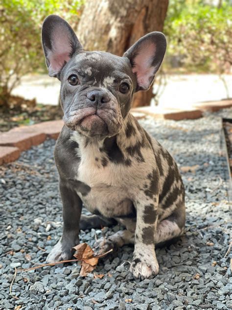 We offer health tips and general information for your French Bulldog from start to finish