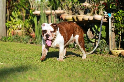  We offer standard colors only seen in purebred Bulldogs