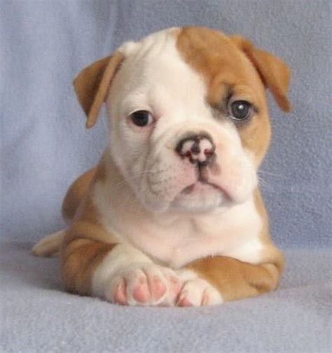  We offer the best service for purchasing the perfect bulldog puppies, and we have quality studs that have set us apart as the top breeders for bulldogs