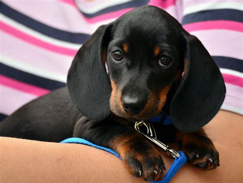  We offer two ways to help anyone looking for a Dachshund puppy or adult to their family