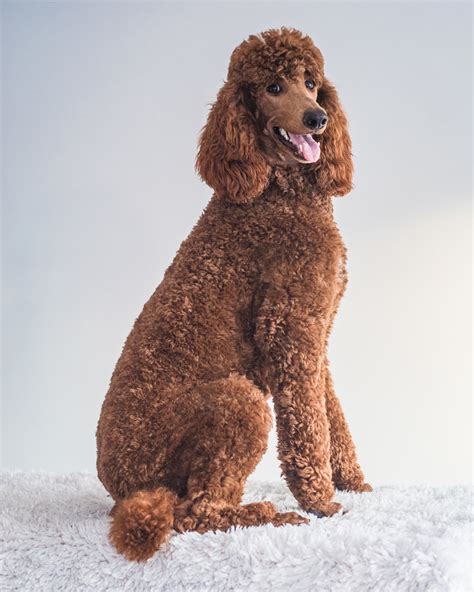  We often see shaved Poodles, but we must remember that the Doodle coat is not the same as a Poodle coat