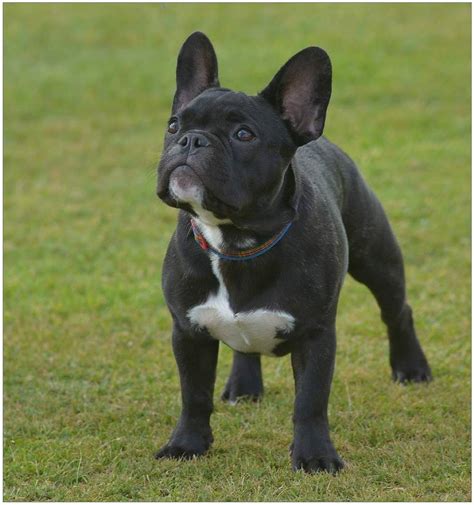  We only breed the best! Not every Frenchie is meant to be bred