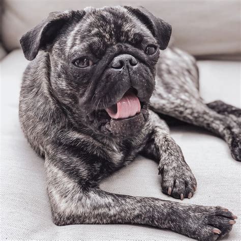  We partner with the best dog breeders in the nation to offer you healthy, happy Pug puppies