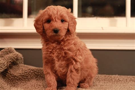  We picked our Mini Goldendoodle up when she was seven weeks old and immediately started training her