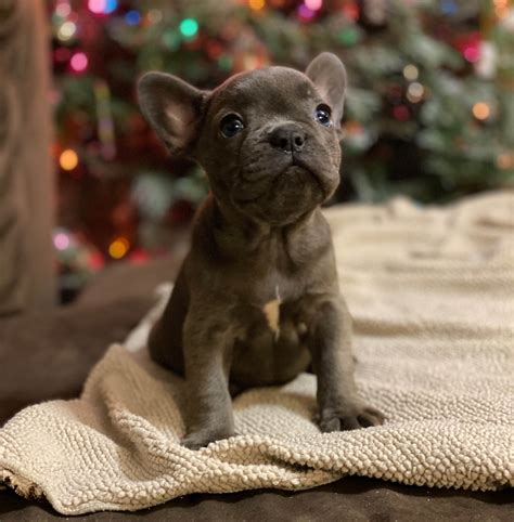  We place a few of our Frenchie puppies with full AKC registration to carefully screened breeders and those wishing to show their Frenchies, at somewhat higher prices