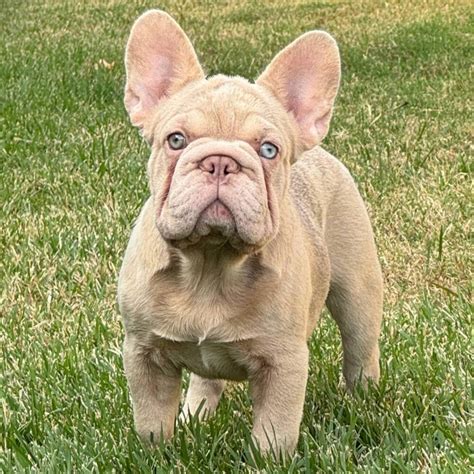 We pride our selves with being one of the best bulldog breeders in Dallas, TX