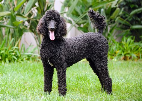  We pride ourselves in providing families with beautiful, intelligent and healthy standard poodles sure to give years and years of memories and love to last a lifetime