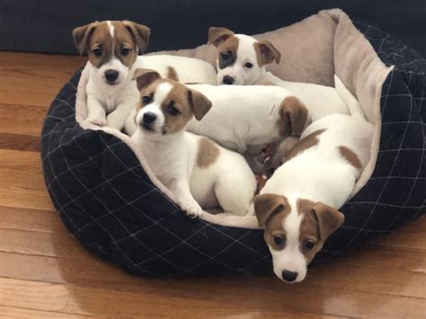  We provide a beautiful facility to our Jack Russell Terrier puppies for sale with veterinary techs on-site to help