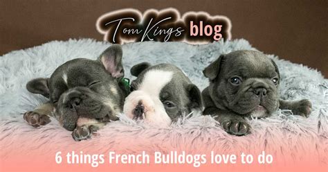  We provide love and professional care At TomKings, our puppies receive 12 weeks of both maternal love and professional care