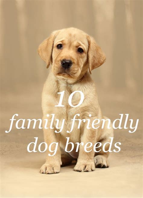 We raise healthy family friendly dogs that will be your forever friend