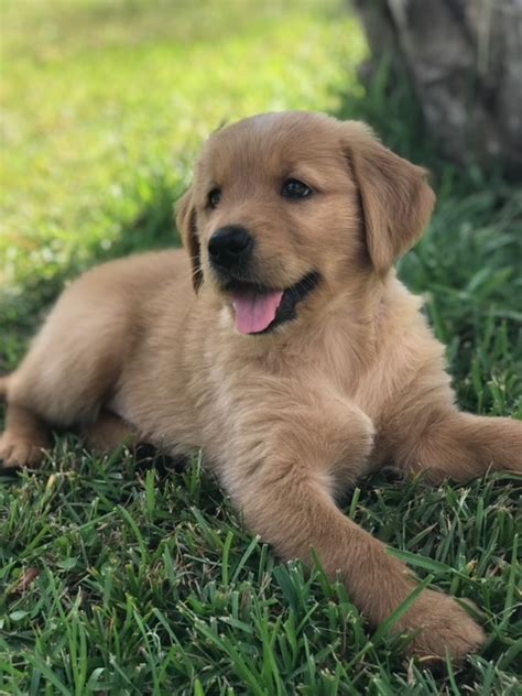  We really care about all North Carolina Golden Retriever puppies for sale, and make sure that all facilities involved are kept hygienic, puppies are fed right, and