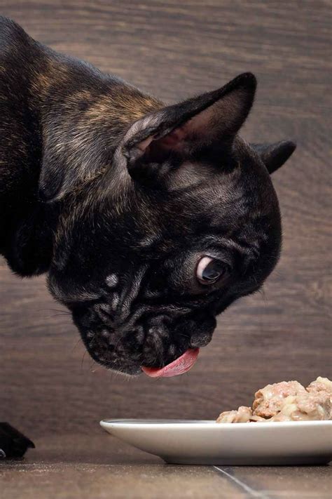  We recommend looking at these features and finding whats right for your French Bulldog: Elevated eating - to prevent neck injury and digestion issues we recommend elevating the feeding bowls
