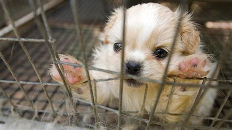  We refuse to work with puppy mills, ever